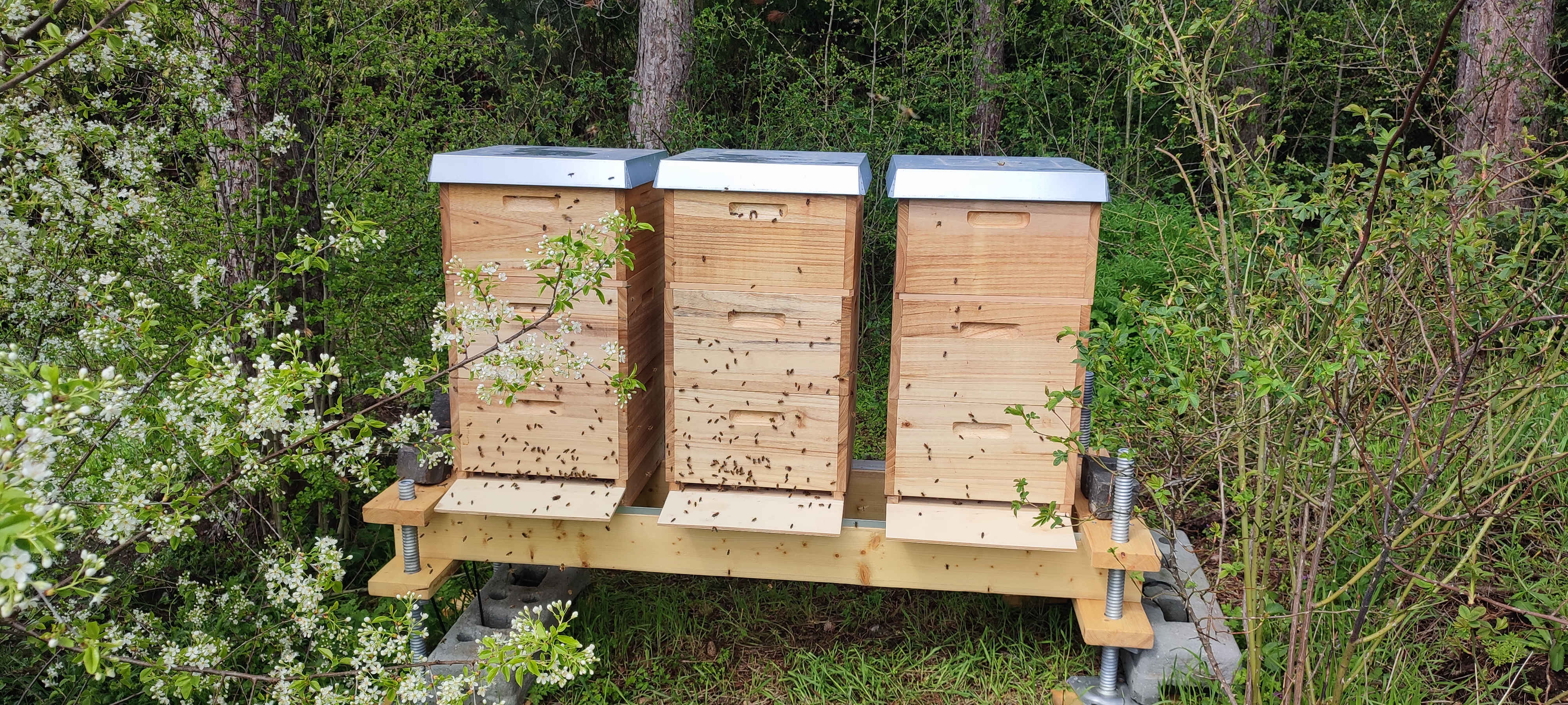 Bienenstöcke im Frühjahr